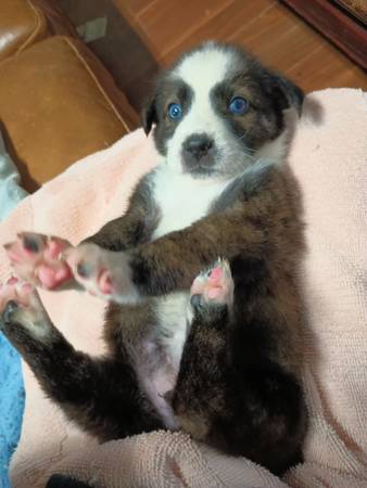 Brindle Puppy Bernie