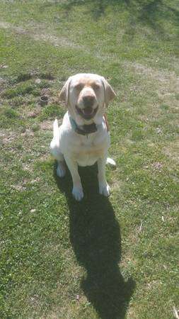 lab puppies