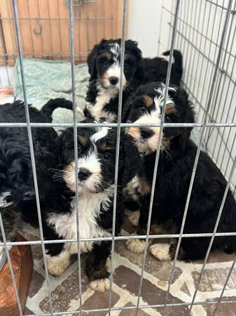 Bernedoodle puppies