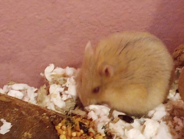 Hamster 20$