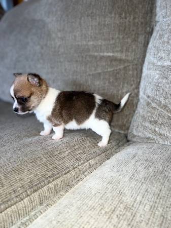 Long hair chihuahua puppy