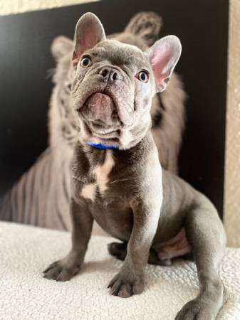 Blue frenchie akc