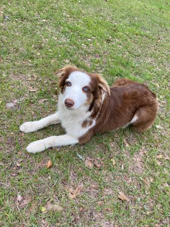 Standard Female Aussie