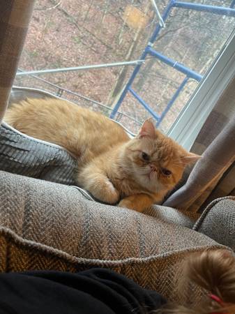 Exotic shorthair Persians