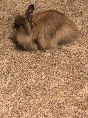 Lionhead rabbit