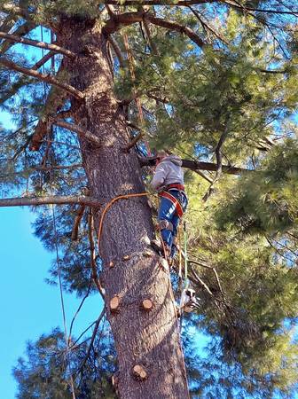 TREE SERVICE,TREE TRIMMING TREE REMOVAL ROANOKEVA