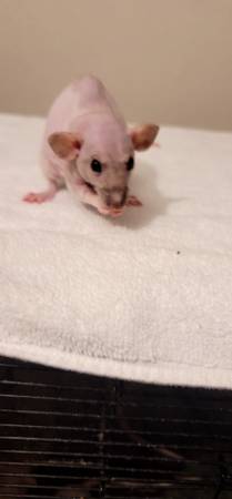 2 hairless female rats, 1 male haired