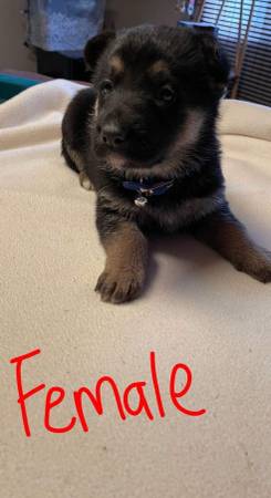 AKC Registered German Shepard Pups