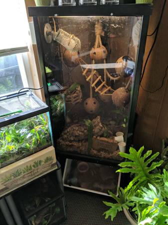 Terrariums and Geckos