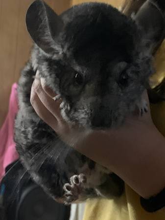 Chinchilla