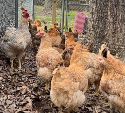 Chickens – Dixie Rainbow Laying hens