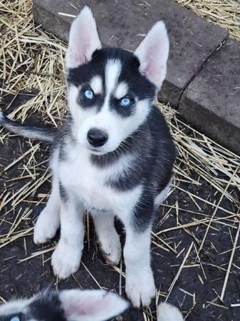 Husky/Malamute pups