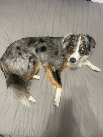 Lost 2 australian shepherds