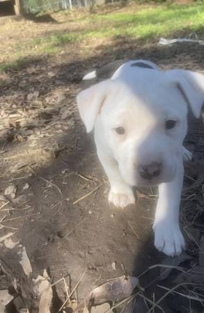 Pit bulldog puppies