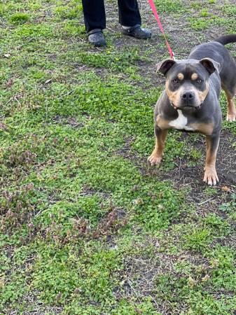 Tri Color Male American Bulldog