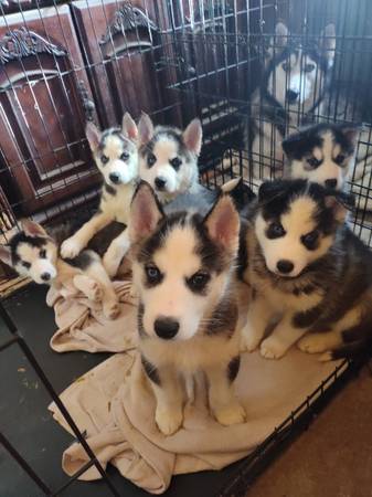 AKC registered Siberian huskies