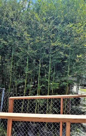 Seabreeze Bamboo Plants For Privacy Hedge, Windbreak, Shade, 7 Gallon