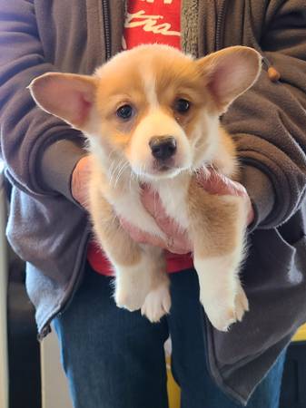 Corgi pups