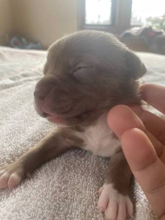 Pocket bully puppies