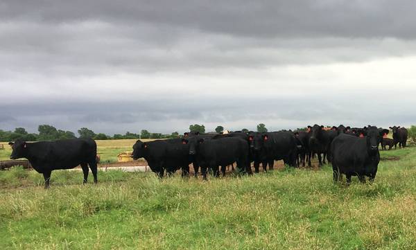 30 Pregnant Angus Cows