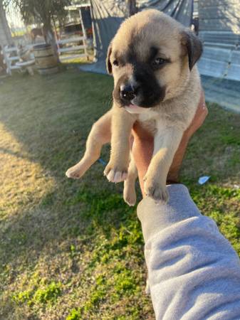 Mixed puppies