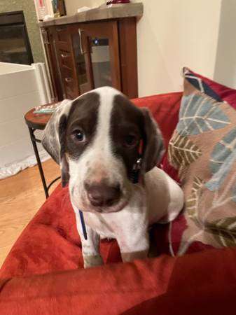 German Shorthaired Pointer Puppies Purebred