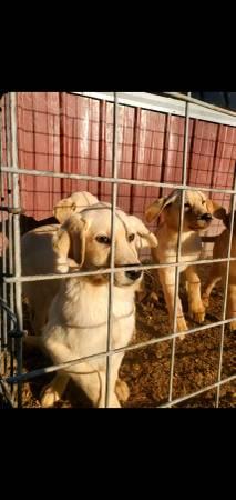 Lab pupps