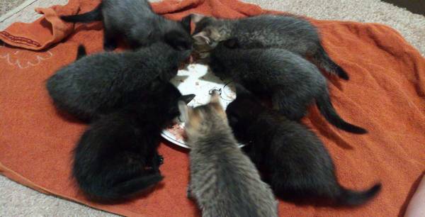 7 kittens