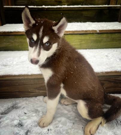 Female Husky 11 weeks old