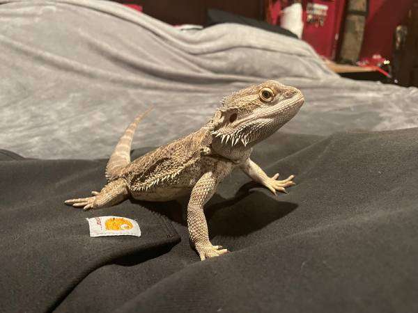 Bearded Dragon