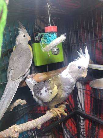 Baby Cockatiels