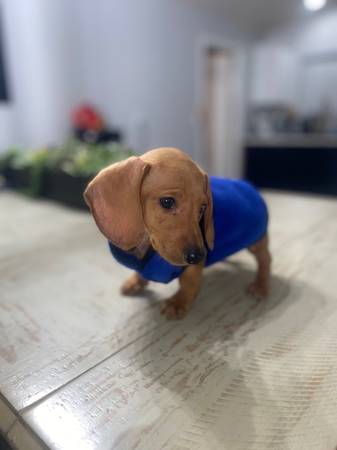 DACHSHUND IN SEARCH OF FOREVER HOME