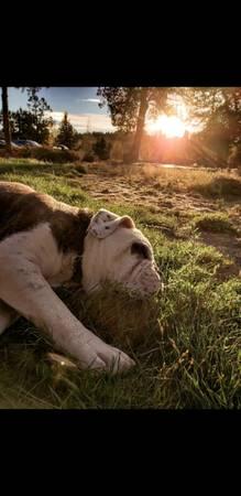 120lb Olde English Bulldogge