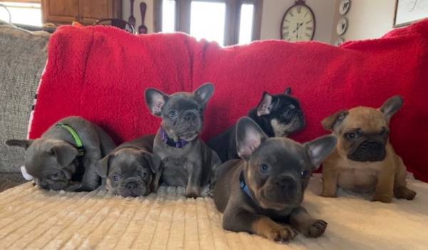 AKC French Bulldog Puppies