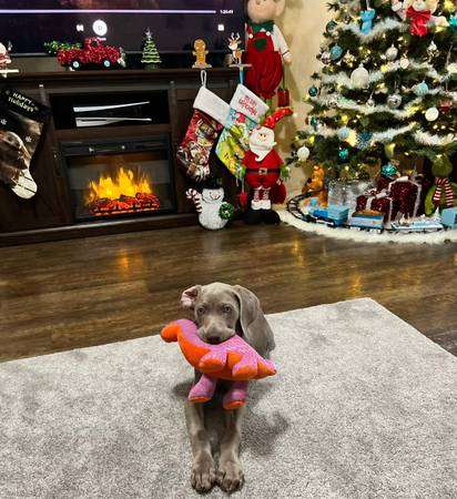 Weimaraner Pup