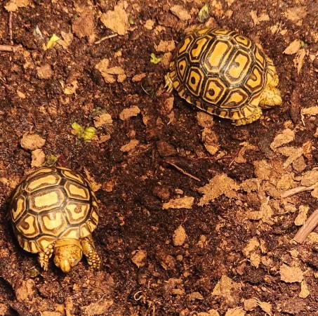 Leopard Tortoise babies