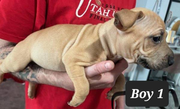 American rednosdPitt bull puppies