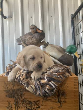 Purebred Lab Puppies