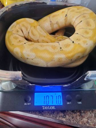 Banana pastel ball python