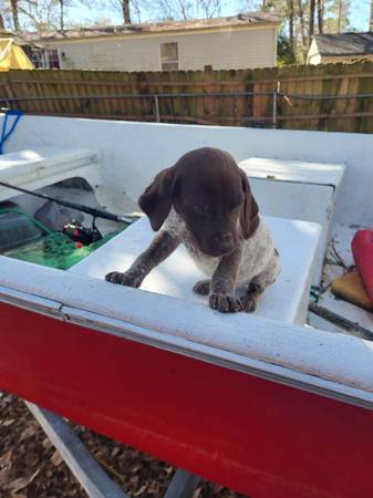 Akc german shorthaired pointer