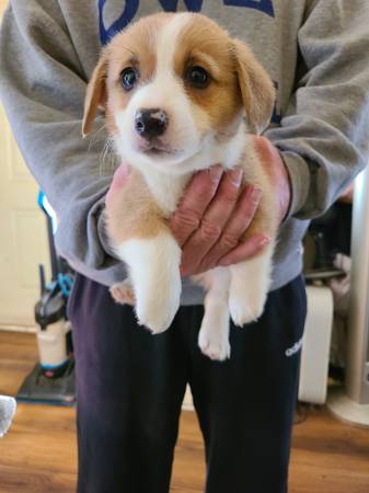 Corgi pups