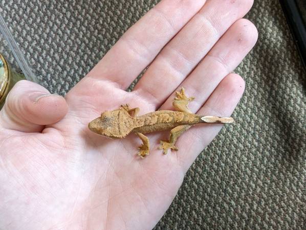 Crested Gecko Hatchlings