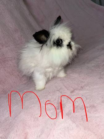 Perfect Valentines gift lionhead bunnies