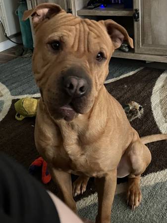 shar pei/pit mix