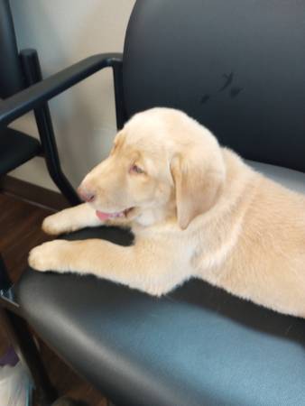 akc lab puppy (Dudley)