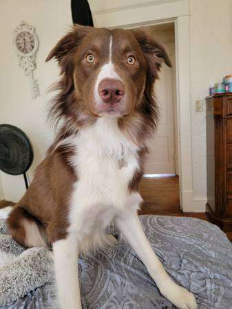 Australian shepherd Burnese Mt dog mix