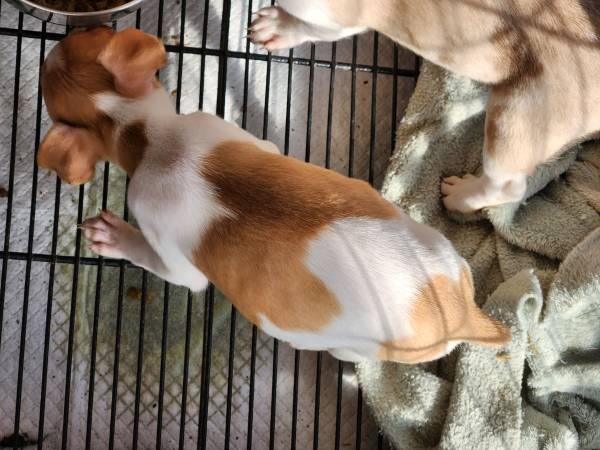 Rat Terrier Puppies