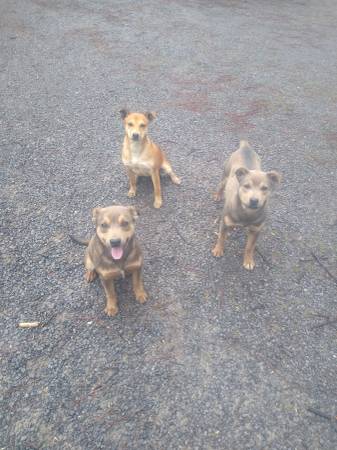 Three little rescue puppies