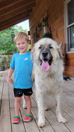 Great Pyrenees LGD