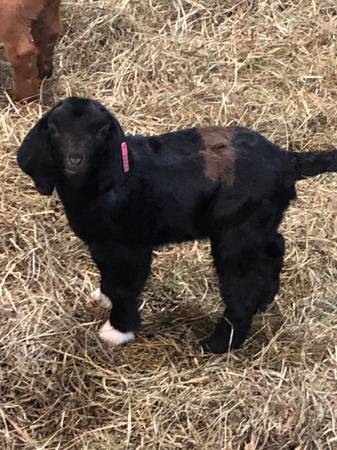 4-H Boer Goat Kids